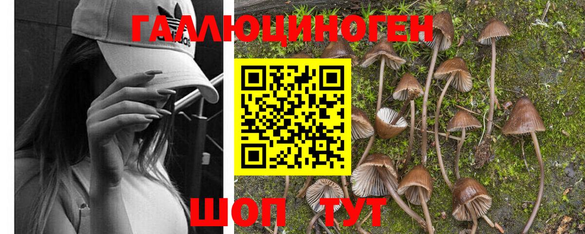 Галлюциногенные грибы Psilocybe Якутск